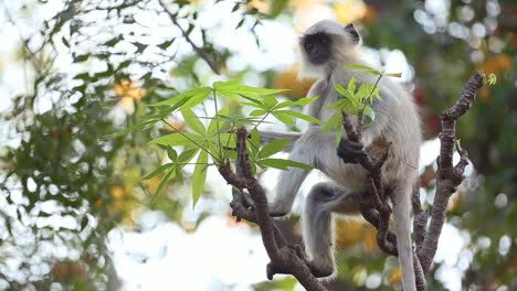 Gray-langur-(Semnopithecus),-also-called-Hanuman-langur-is-a-genus-of-Old-World-monkeys-native-to-the-Indian-subcontinent.-Ranthambore-National-Park-Sawai-Madhopur-Rajasthan-India