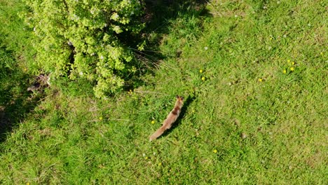 drone glides above hunting fox as it moves silently through bright green meadow
