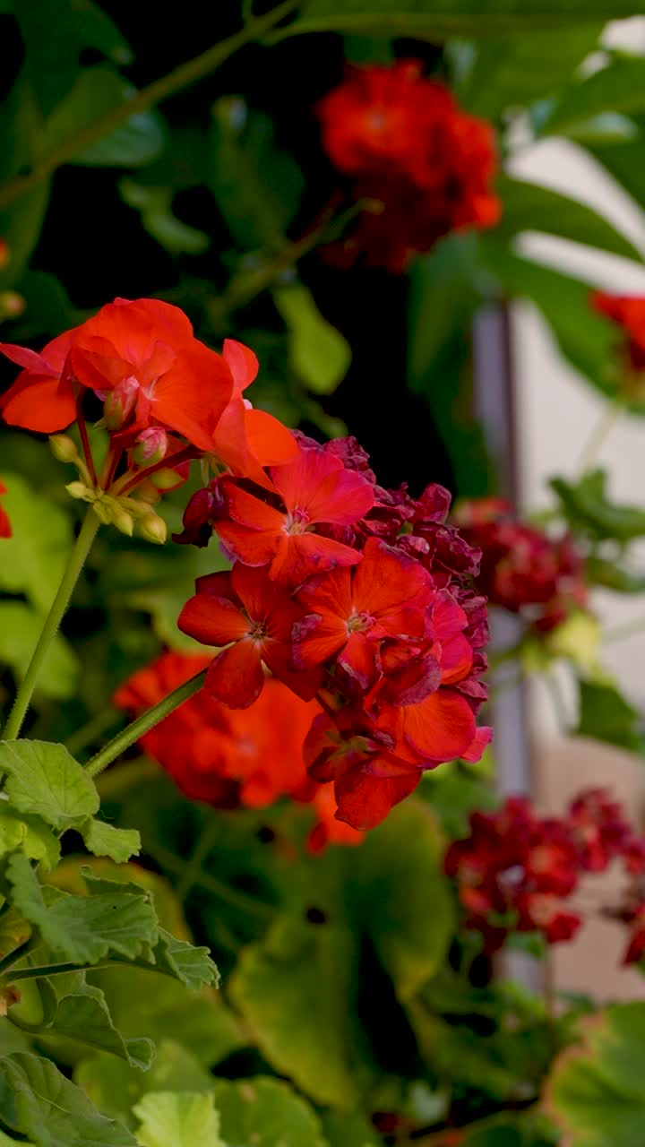 Bright red flowers sway against a lush green backdrop, basking in the sun's warmth with lively leaves rustling softly. A perfect day in a serene garden setting unfolds