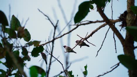 slow motion of bird on the tree branch