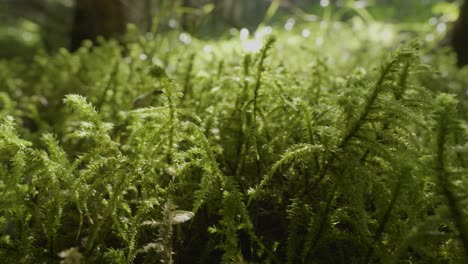 close-up of moss in a forest