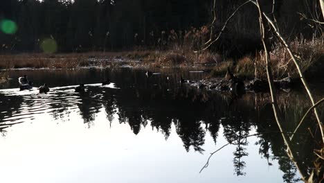 high contrast reflection of forest, ducks swimming and the sun shining through