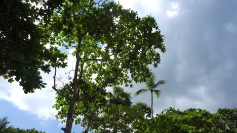 i look up at the tropical trees and the sky