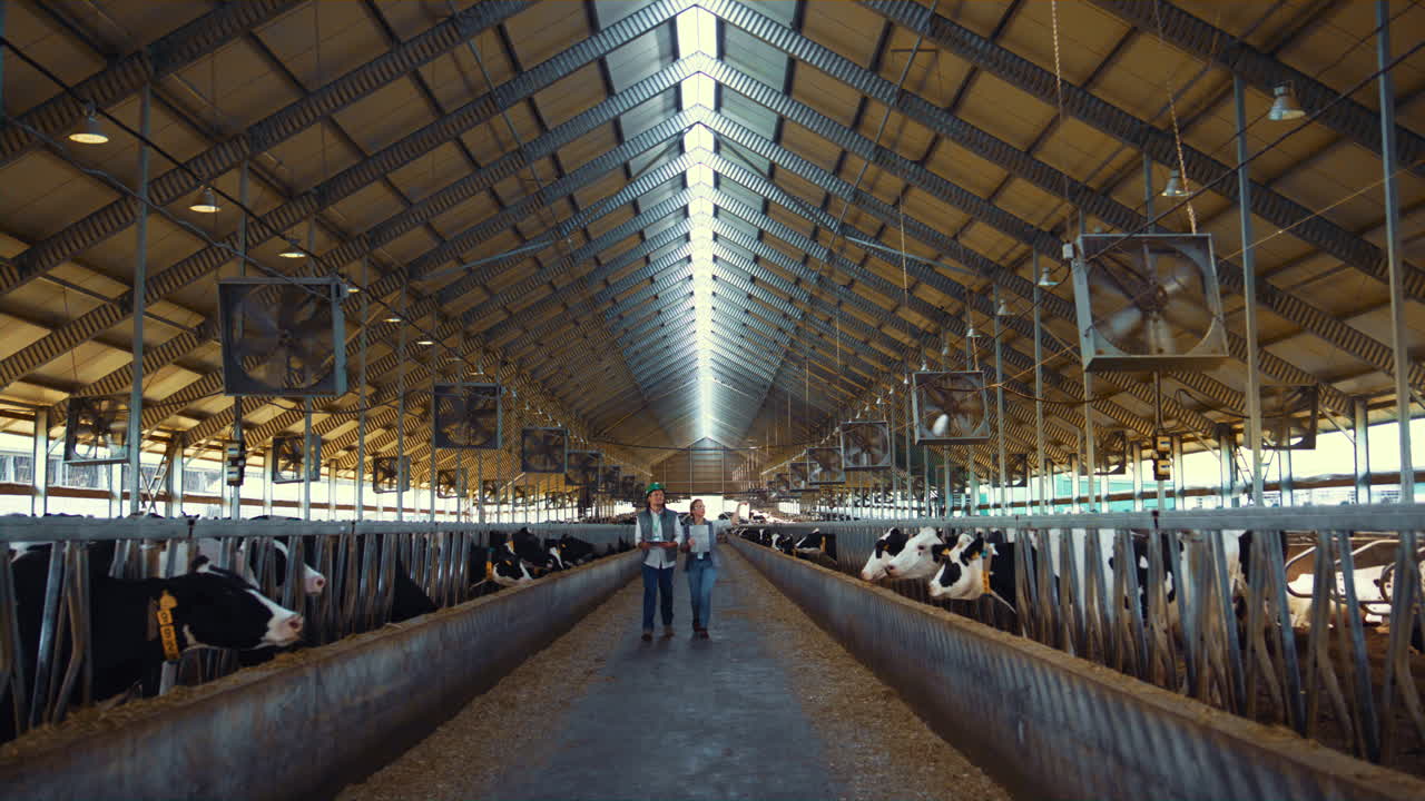 Viehzüchter inspizieren die Tierhaltung. Holstein-Kühe fressen in Futterstellen.