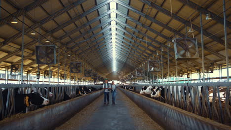 livestock workers inspecting animal husbandry. holstein cows eating in feedlots.