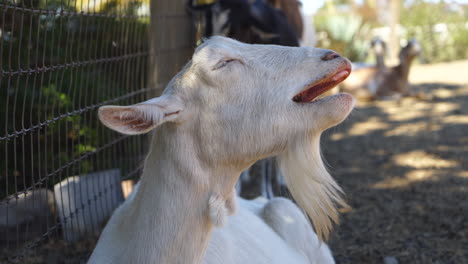 a goat yawns at an animal farm sanctuary