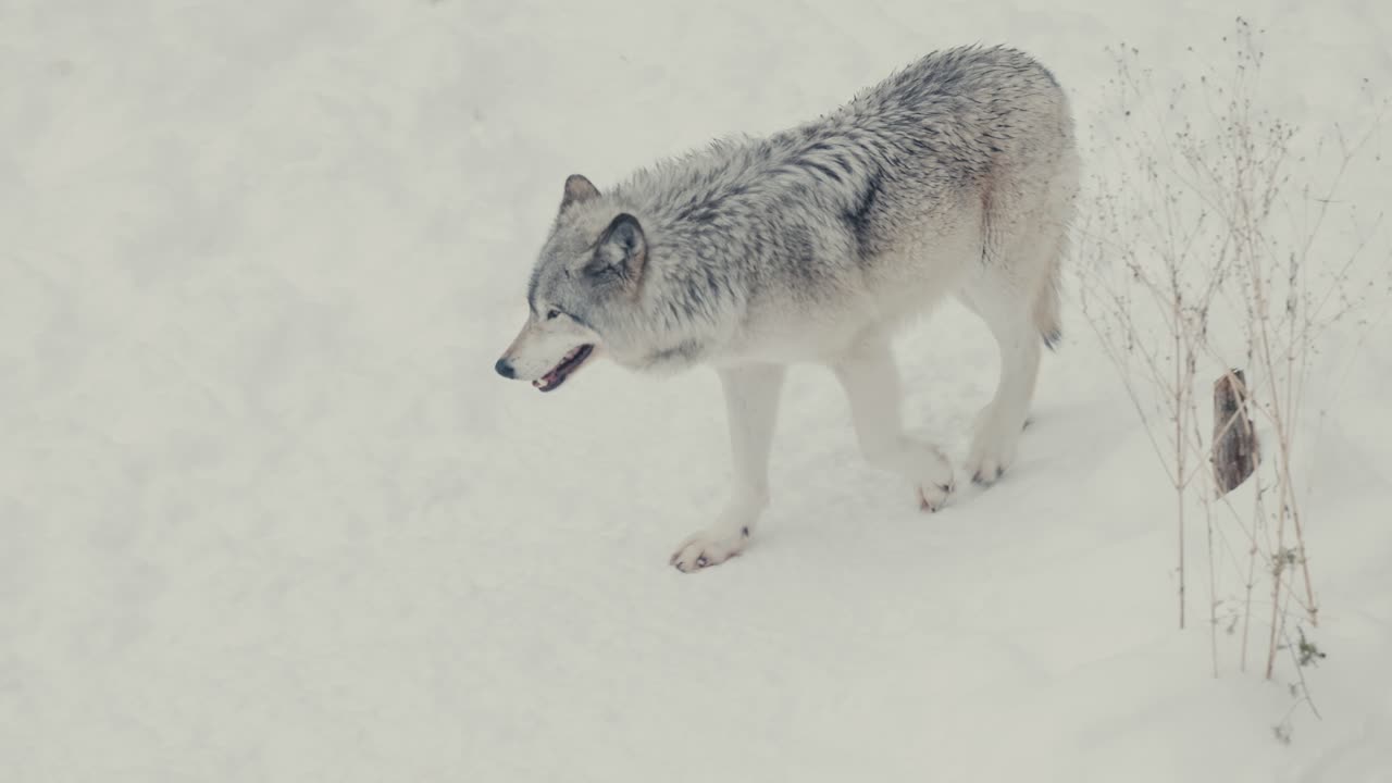 Wolf Walking On Its Natural Habitat In A Winter Snow Forest