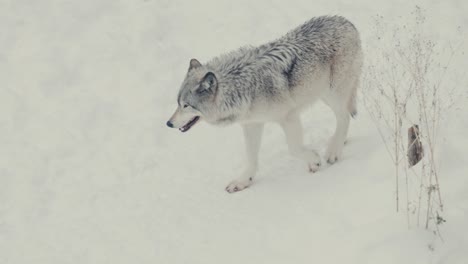 Wolf-Walking-On-Its-Natural-Habitat-In-A-Winter-Snow-Forest