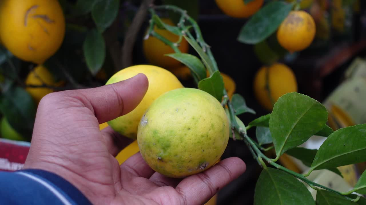 mano sosteniendo limones de un árbol de limón