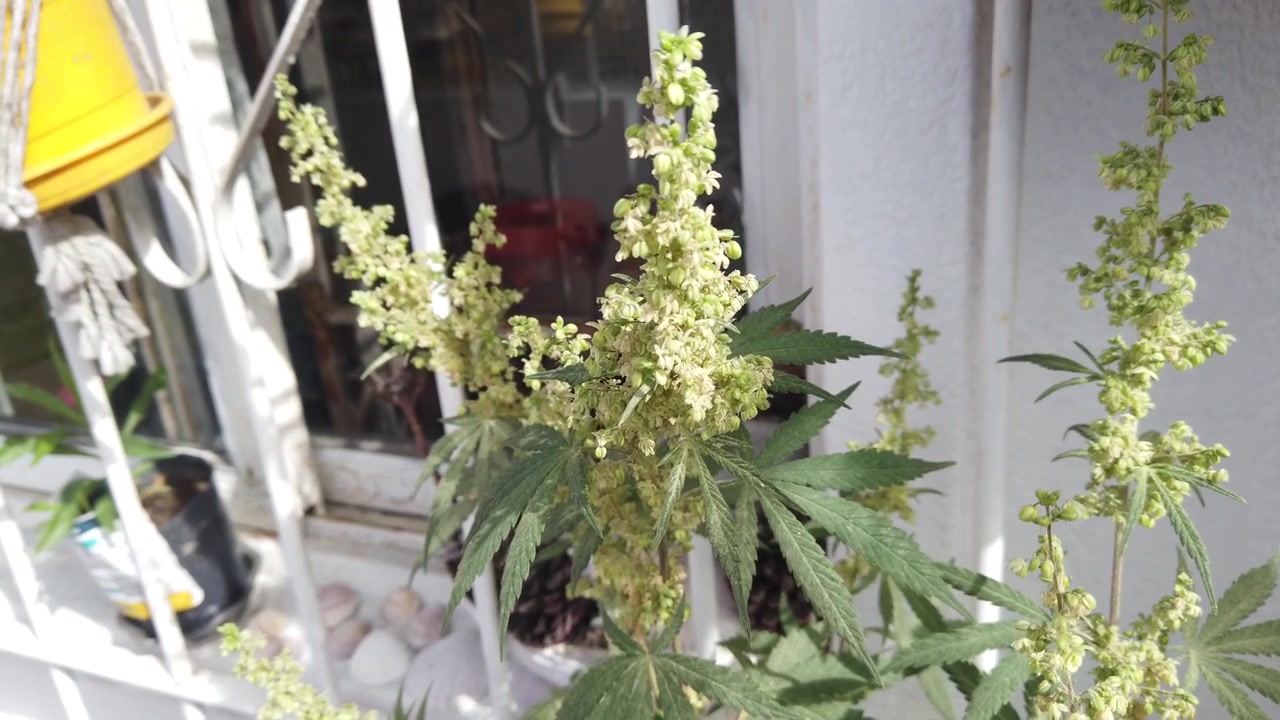 Pianta di cannabis maschile in fioritura, boccioli esterni in primo piano su balcone ventoso e soleggiato.