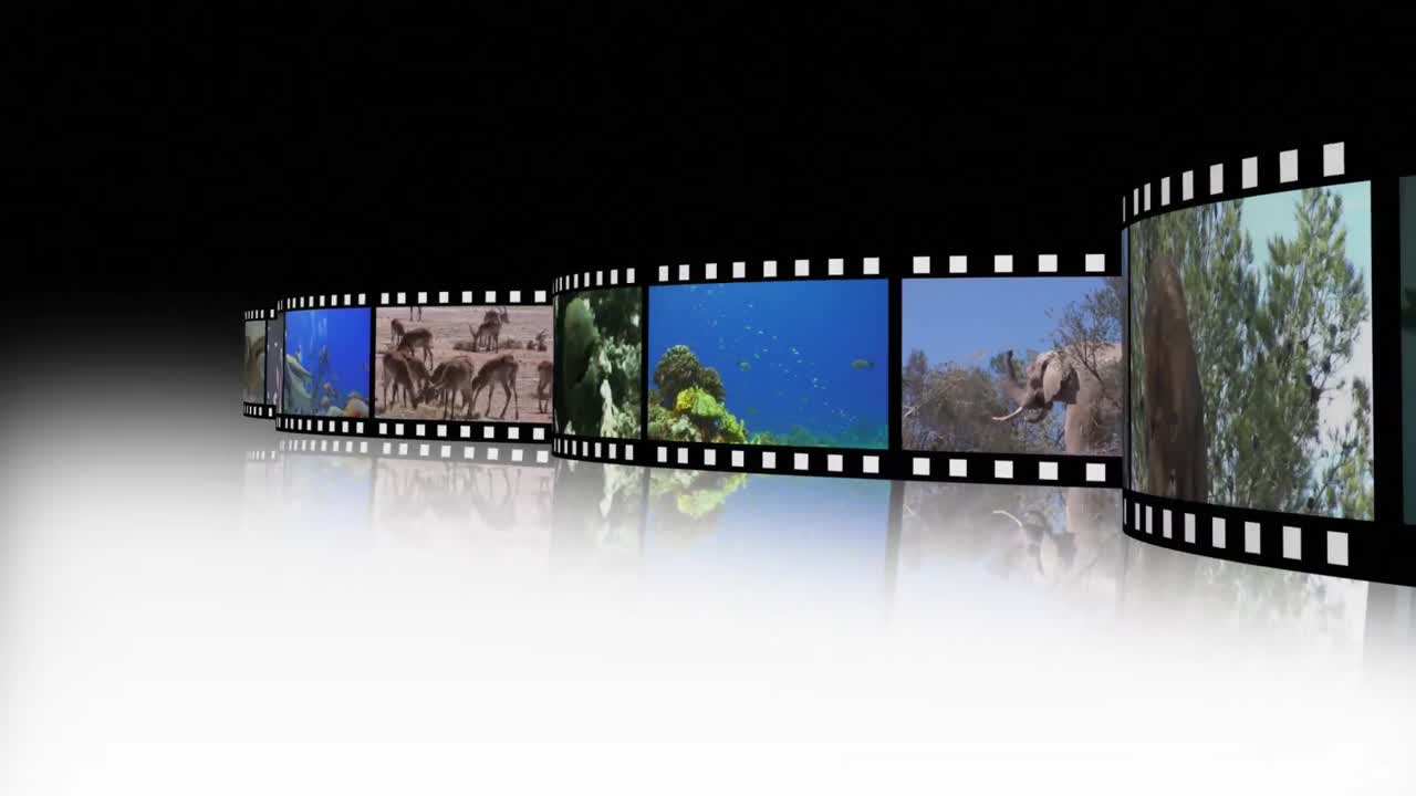 야생동물 영상 콜라지 2