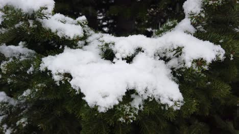 Primera-Nevada-Del-Invierno-Cayendo-Sobre-Los-árboles-En-Un-Jardín-En-Islandia