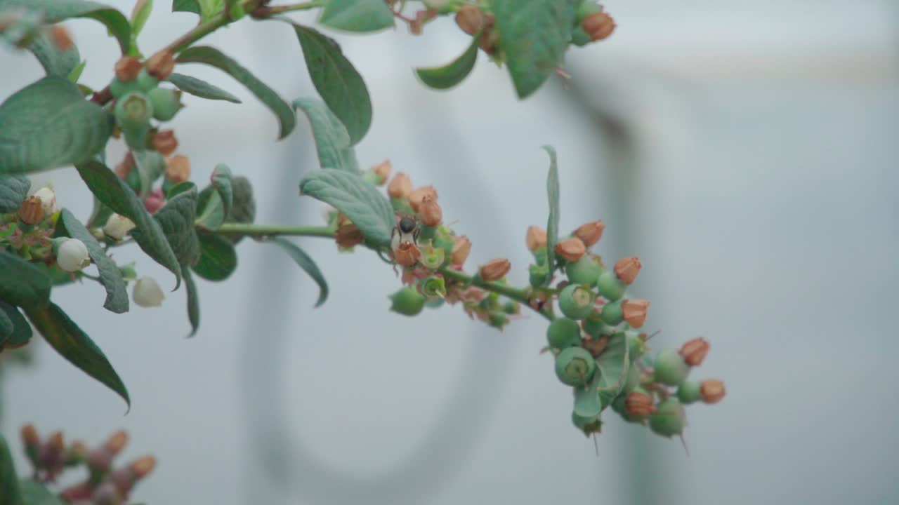 블루베리 덤불에 꽃을 수분시키는 slowmo 꿀벌, 흰색 소프트 포커스 배경