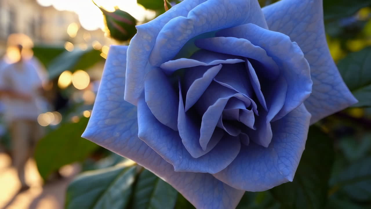 Blue Roses in a Beautiful Courtyard Garden