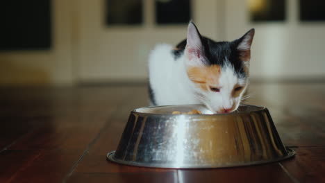 domestic cat eats food from a bowl indoors