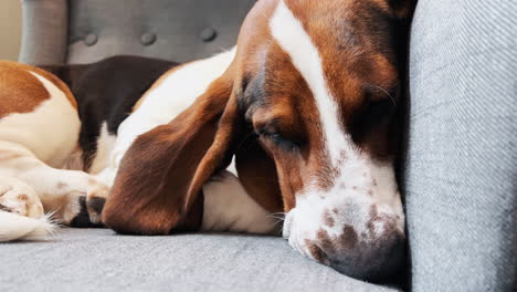 sleeping basset hound close up in a chair