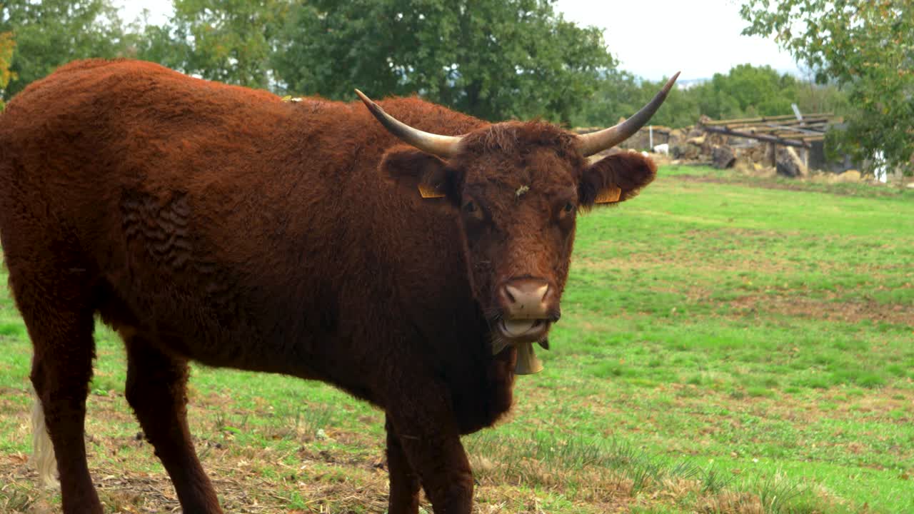 Cow standing in field in Vilar de Santos, Galicia, Spain, in serene rural landscape