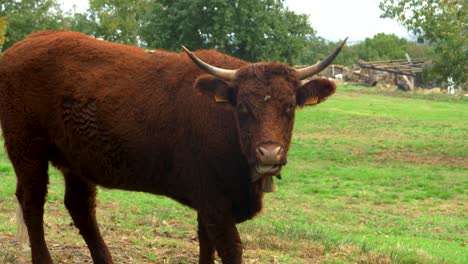 cow standing in field in vilar de santos, galicia, spain, in serene rural landscape