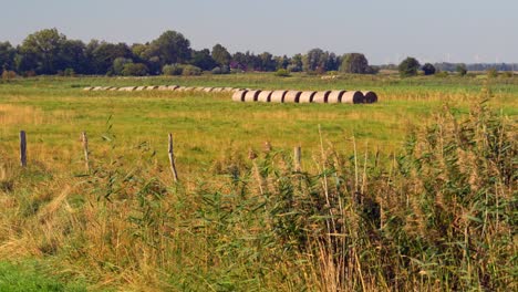 hay bales in a summer field