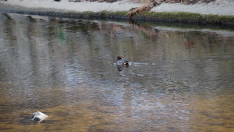 male eurasian teal duck swims in yangjae stream eating algae in seoul city, south korea