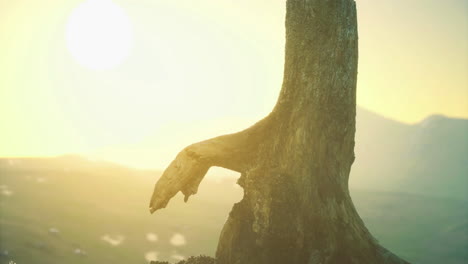 stump standing in sunlight against a serene mountainous backdrop during sunset