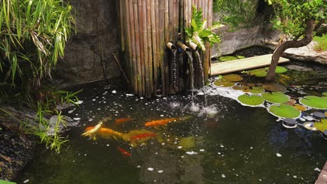 beautiful koi pond with water feature and bamboo structure