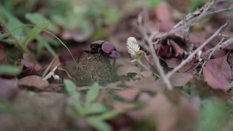 a dung beetle rolling a ball of faeces through a path of dry leaves and grass