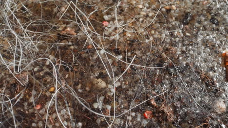 seabed covered with small pebbles and quartzite pieces