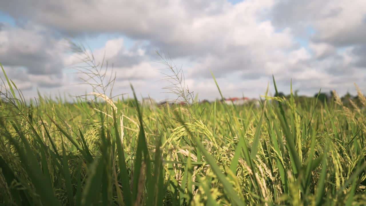 Bali rice field_rice plants blowing in the wind