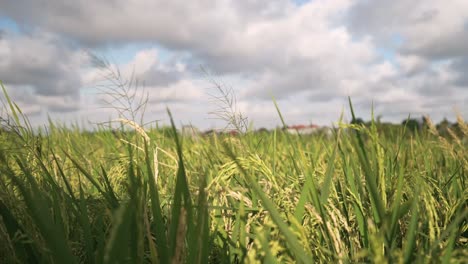 bali rice field_rice plants blowing in the wind