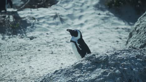 Jackass-Penguin-Behind-Big-Rock-At-Boulders-Beach-In-Western-Cape,-South-Africa