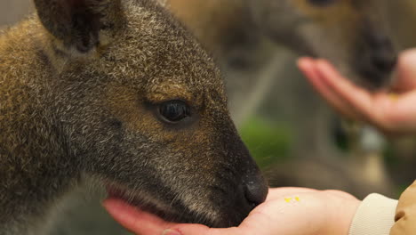 slow motion bokeh shot of baby wallabies eating food off of tourists hands