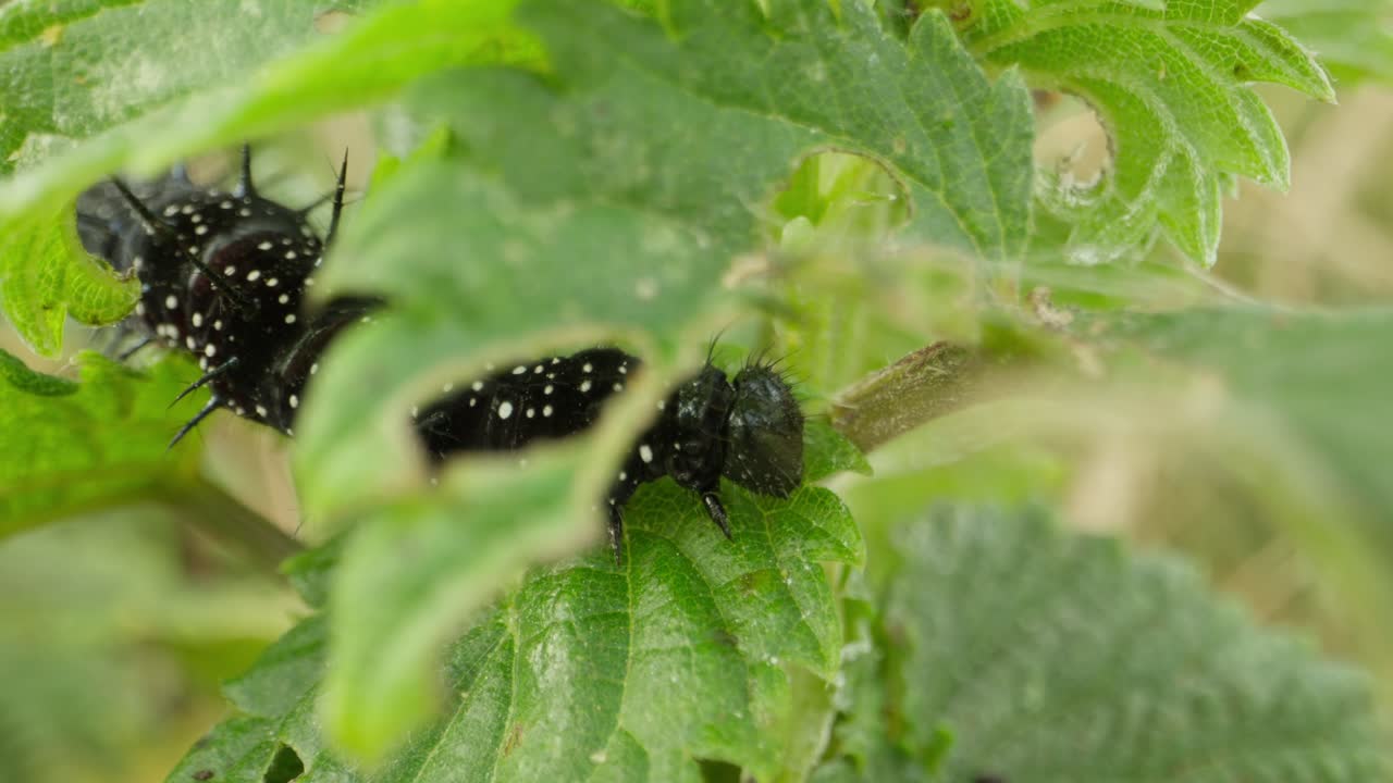 Black caterpillar viewed through hole in vibrant leaf, feeding near edge, out of focus foreground