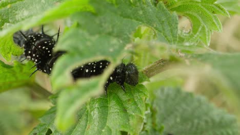 black caterpillar viewed through hole in vibrant leaf, feeding near edge, out of focus foreground
