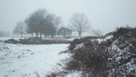 snowy winter landscape with foggy trees