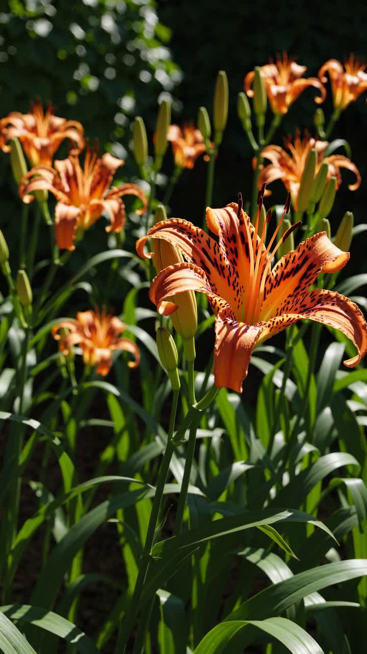 Tiger lilies Videos - HD and 4K to download | Magnific