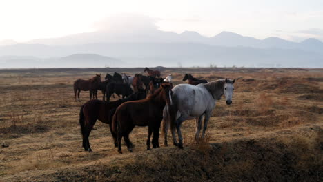 Hermosos-Caballos-Salvajes-En-El-área-De-Kayseri-En-Turquía-Al-Amanecer--antena