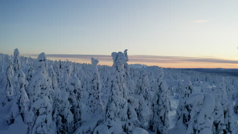 Aerial-view-moving-forward-over-white-snow-covered-Norrbotten-winter-forest-trees-Sweden-Lapland-at-sunrise