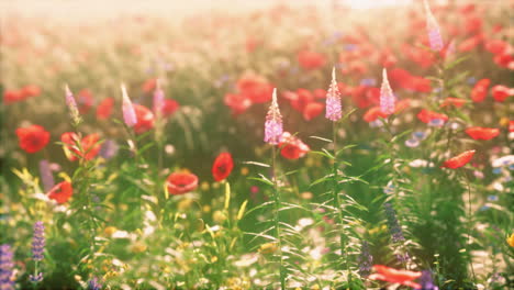 Echtes-Feld-Und-Blumen-Bei-Sonnenuntergang