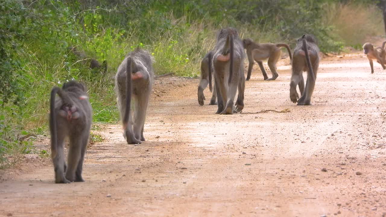 Two infant baboons play as the troop walks casually down a road in South Africa