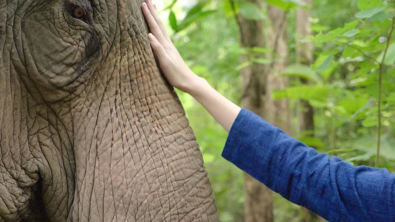 Human and Elephant Interaction in Forest