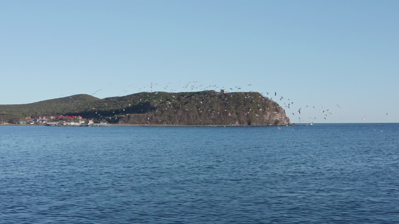 gran colonia de gaviotas volando al azar sobre el mar, por la noche