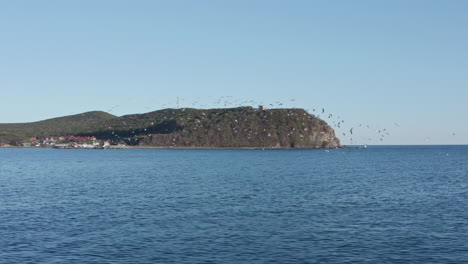 big colony of seagulls flying randomly over the sea, in the evening