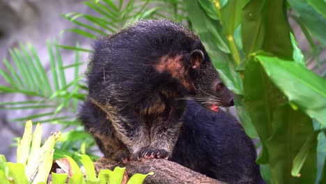 Close-up-shot-capturing-a-bearcat,-arctictis-binturong-with-bristly-hairs-perching-on-tree-log,-yawning-in-bright-daylight-in-its-natural-habitat