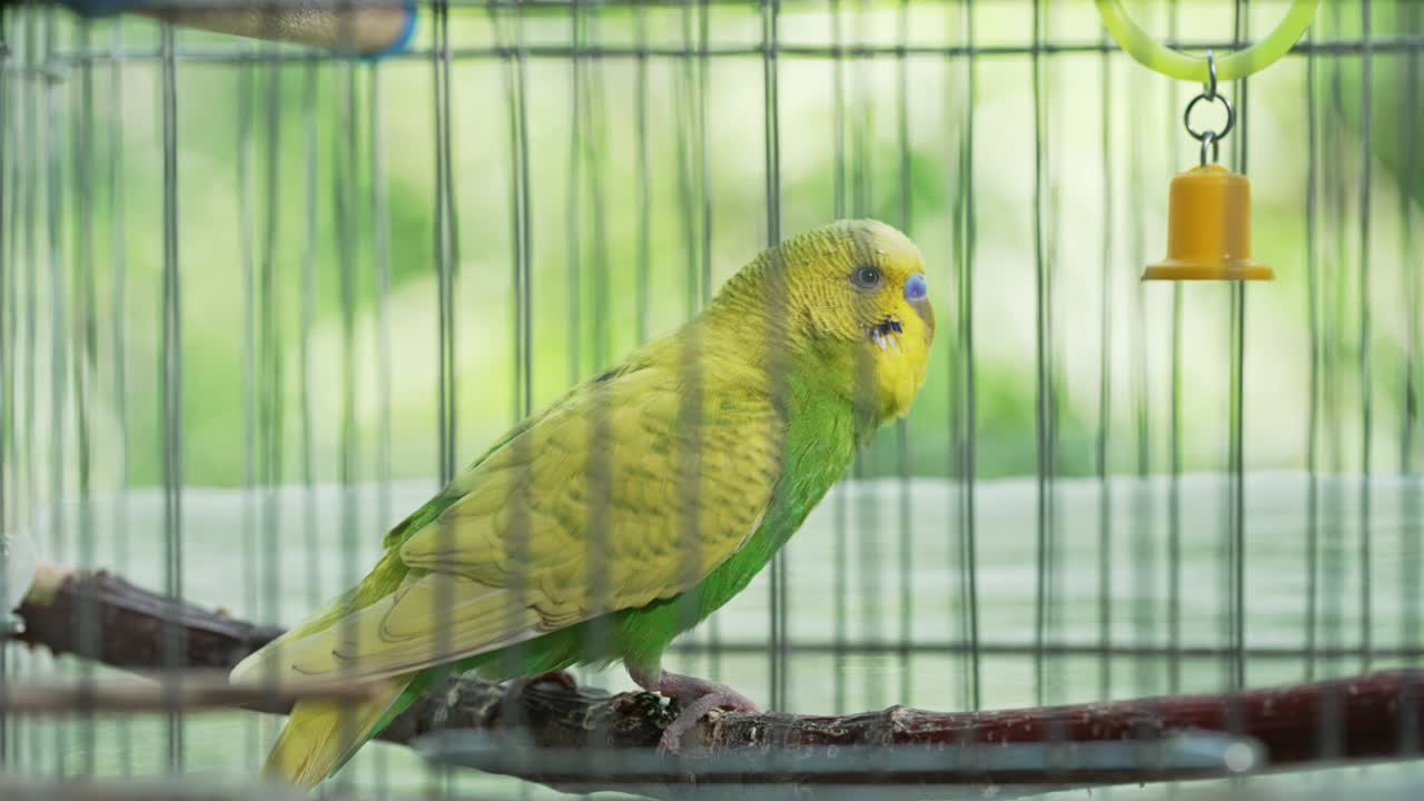 에 인 파란색 무새