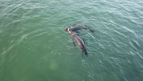 Seelöwen-Schwimmen-Im-Ozean