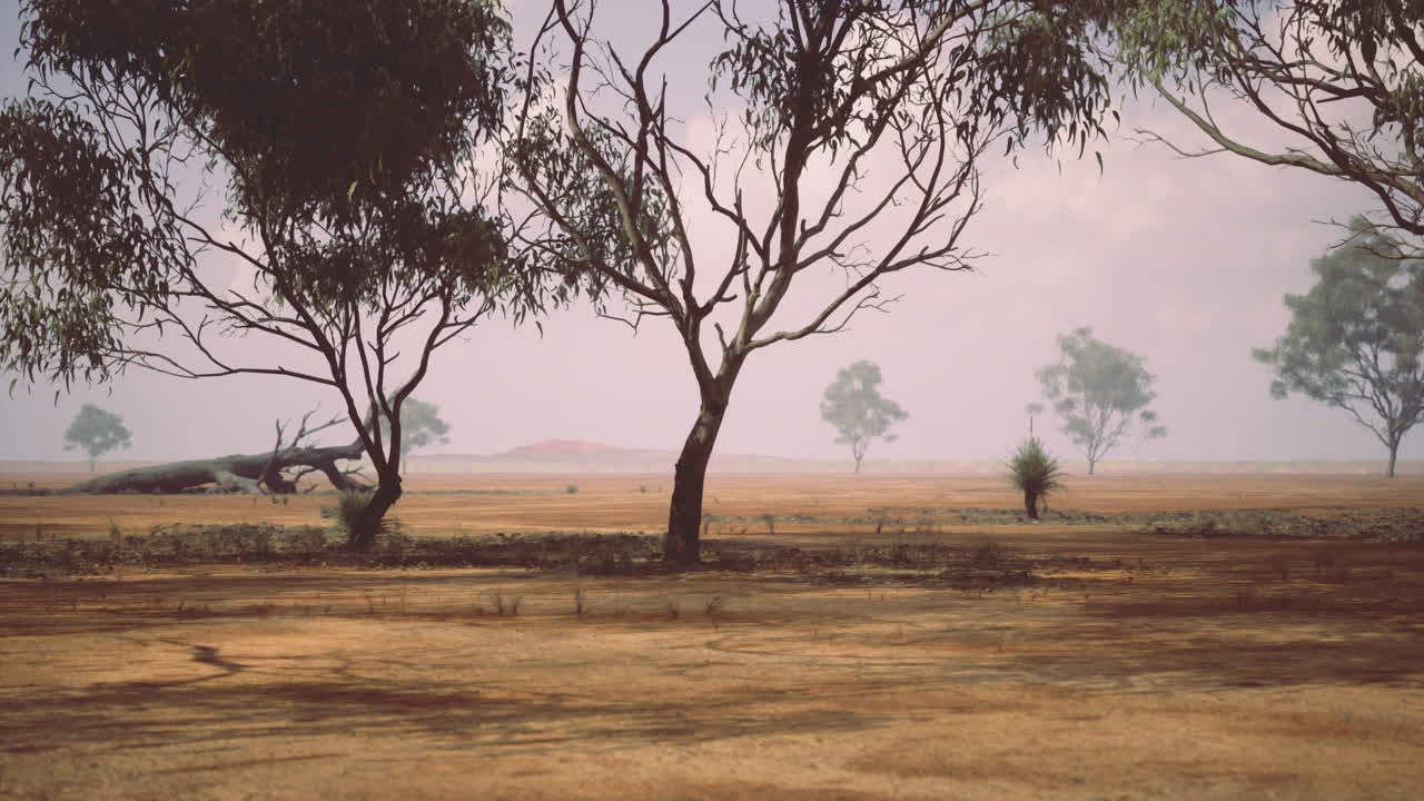 Dry landscape with sparse trees under a cloudy sky in the afternoon