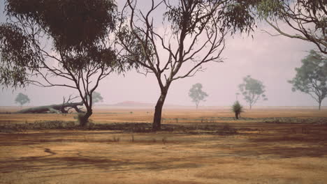 dry landscape with sparse trees under a cloudy sky in the afternoon