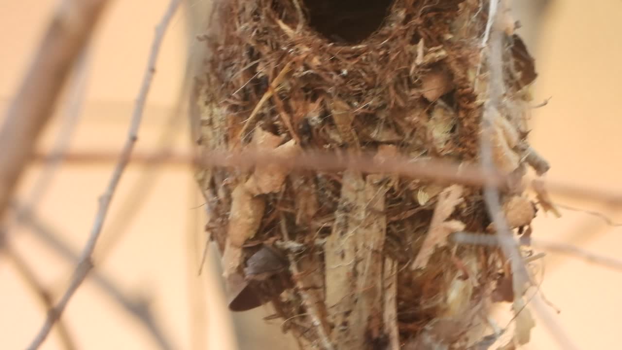 colibrí esperando en el árbol para rezar