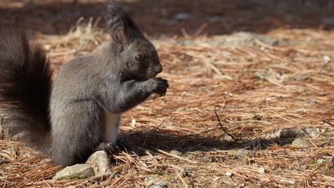 Eurasian-red-squirrel-eating-nut-sitting-on-a-ground-covered-with-fallen-pine-needles